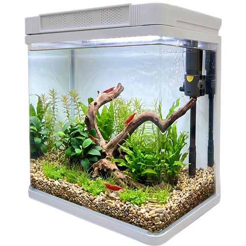 Fish tank aquarium - fish, tropical