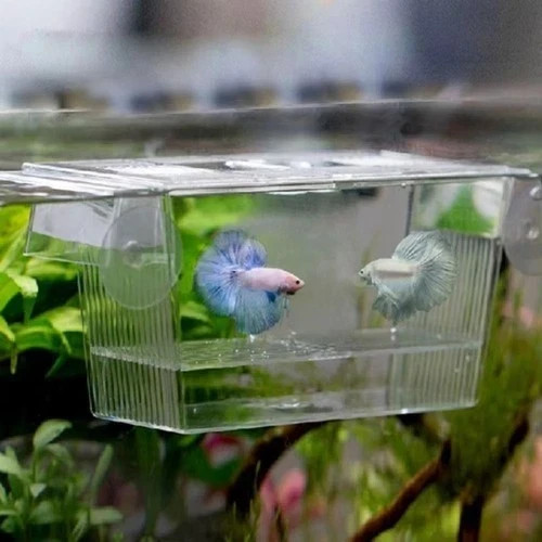 Aquarium fish tank breeding - aquarium,