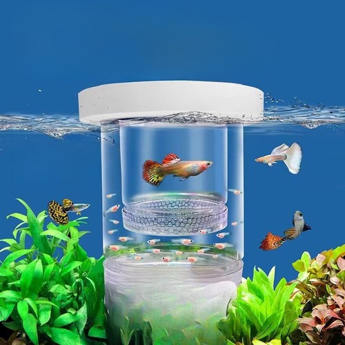 2layers acrylic floating fish - acrylic,