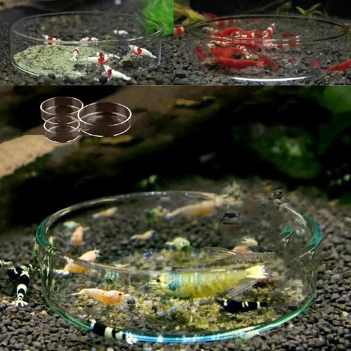 Aquarium fish tank clear - aquarium,