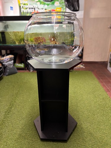 Extra large giant acrylic fish - giant,