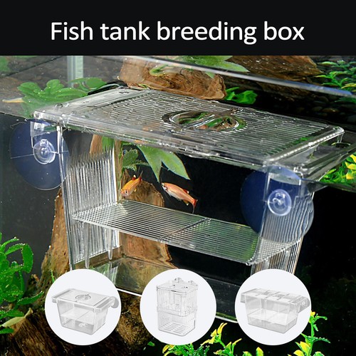 Baby fish hatchery isolation - fish,