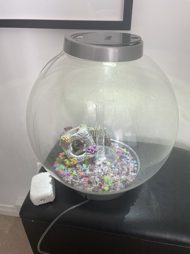 Biorb 30l round - 30l, fish