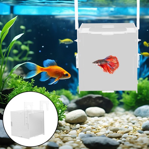 Acrylic aquarium isolation box - aquarium,
