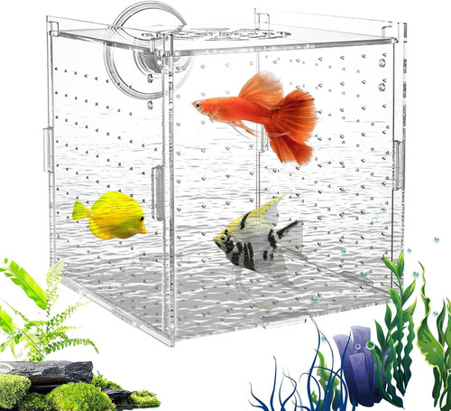 Fish breeder box - fish,