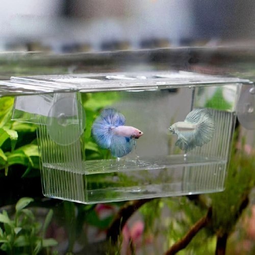 Aquarium fish tank breeding - tank,