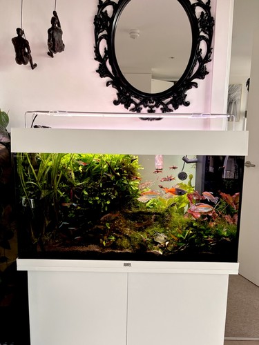 Juwel rio 125 81cm aquarium - 81cm,