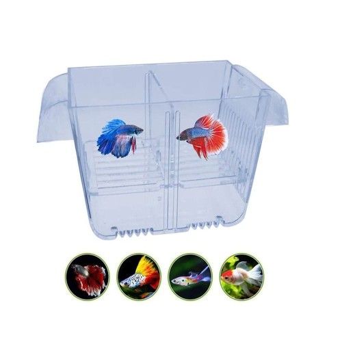 Fish isolation box acrylic - isolation,