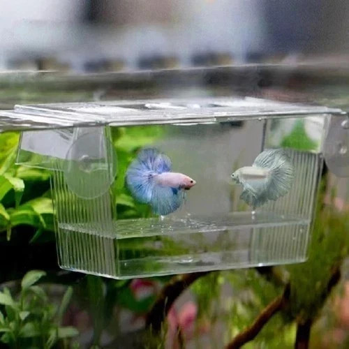 Aquarium fish tank - aquarium, breeding