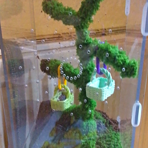 Acrylic cube vivarian for - acrylic,