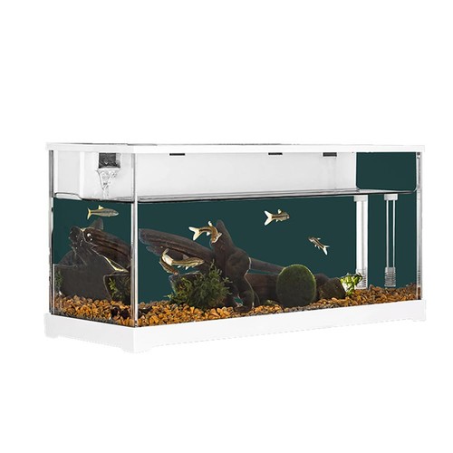 Lidzopas fish tank - fish,